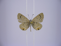 Euchrysops kabrosae kabrosae