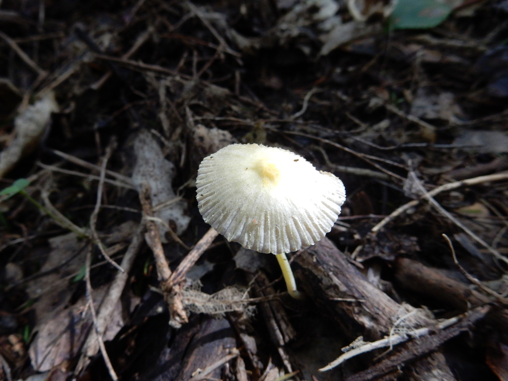 Bolbitius titubans · April 2025 · photo: © rayjackson (iNaturalist, cc-by)