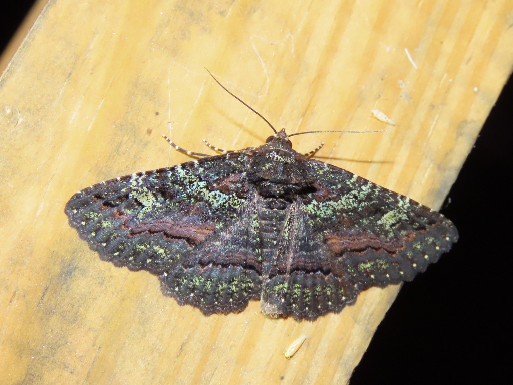 Green-dusted Zale Moth