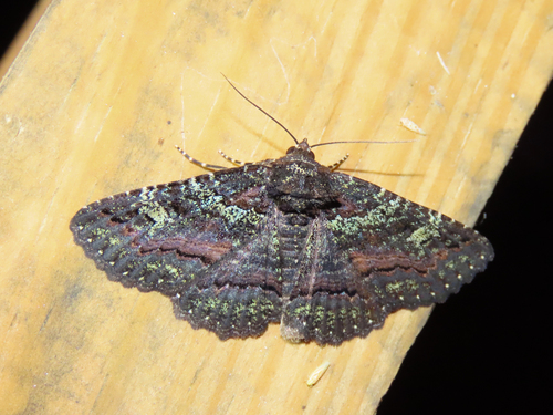 Green-dusted Zale Moth