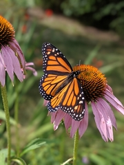 Danaus plexippus