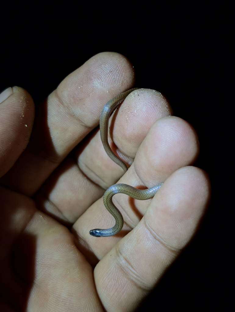 Oaxacan Centipede Snake