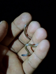 Oaxacan Centipede Snake photo 1