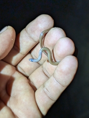 Oaxacan Centipede Snake photo 2
