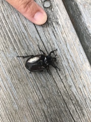 Osmoderma scabra