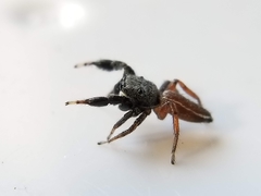 Metacyrba taeniola similis