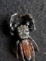 Metacyrba taeniola similis