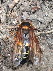 Sphecius speciosus