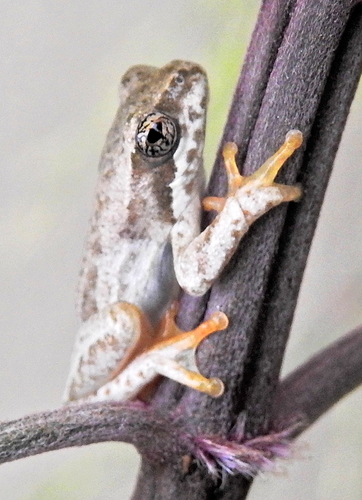Painted Reed Frog, photo 10 of 10