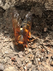 Sphecius speciosus