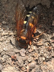 Sphecius speciosus