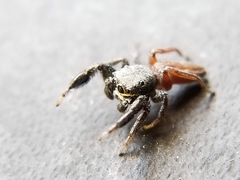 Metacyrba taeniola similis