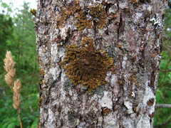 Melanelixia glabratula