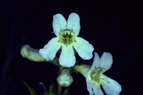 Image of Penstemon guadalupensis by (c) Michelle W. （鍾偉瑋）, some rights reserved (CC BY)