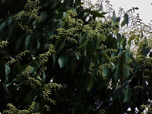 Image of Neobalanocarpus heimii by (c) Adam Kamal, some rights reserved (CC BY)