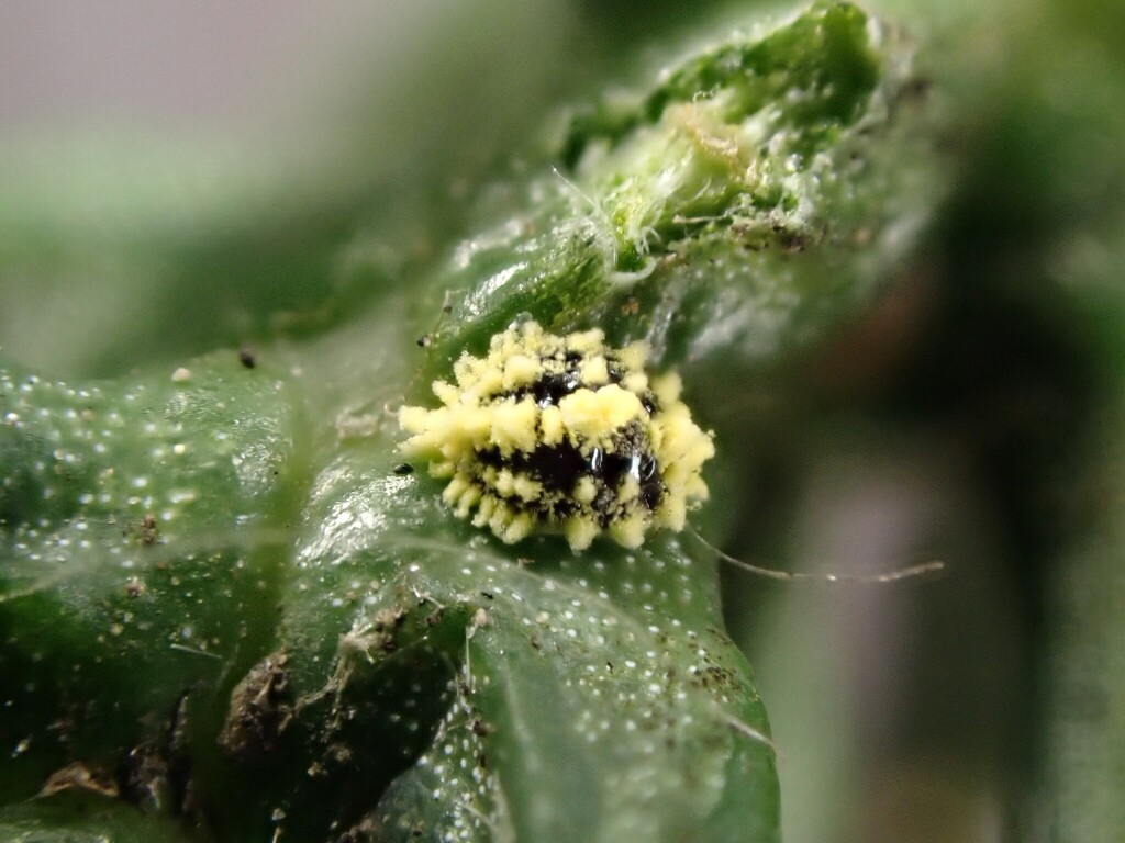 golden mealybug