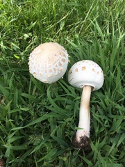 Chlorophyllum molybdites