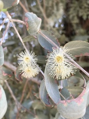 Eucalyptus cinerea