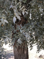 Eucalyptus cinerea