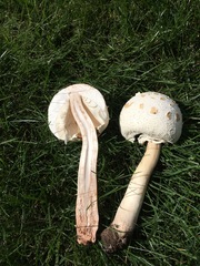 Chlorophyllum molybdites