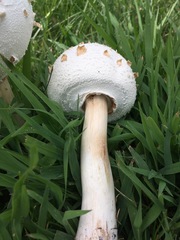 Chlorophyllum molybdites