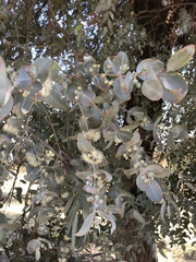 Eucalyptus cinerea