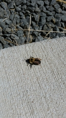 Bombus griseocollis