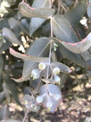 Eucalyptus cinerea