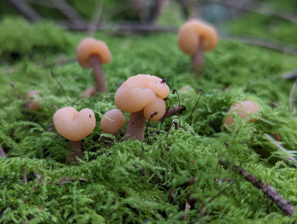 Cudonia sp. 'BC01'