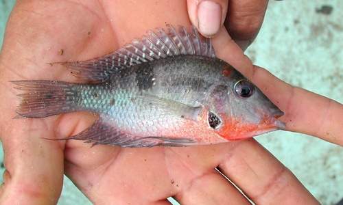 Firemouth Cichlid