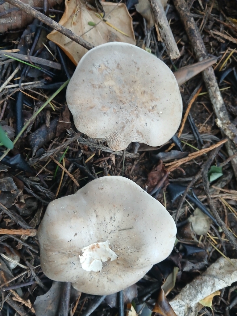 Clitocybe nebularis · April 2025 · photo: © bigfarma2017 (iNaturalist, cc-by)