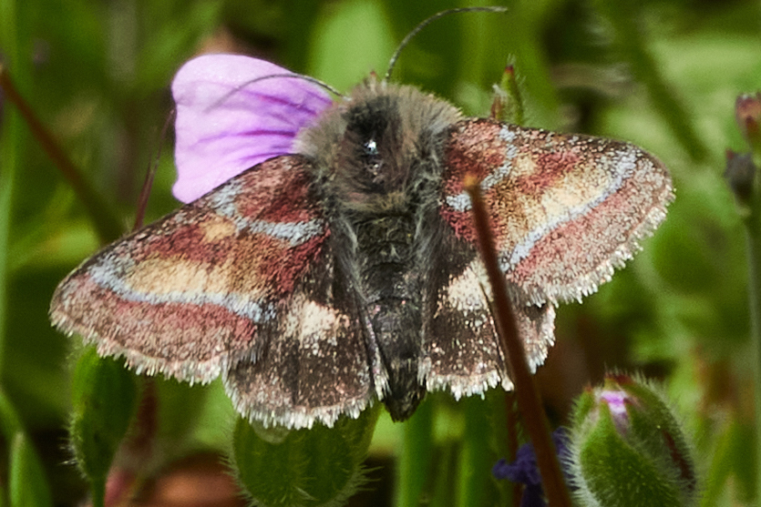 Schinia pulchripennis