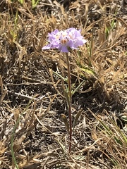 Scabiosa