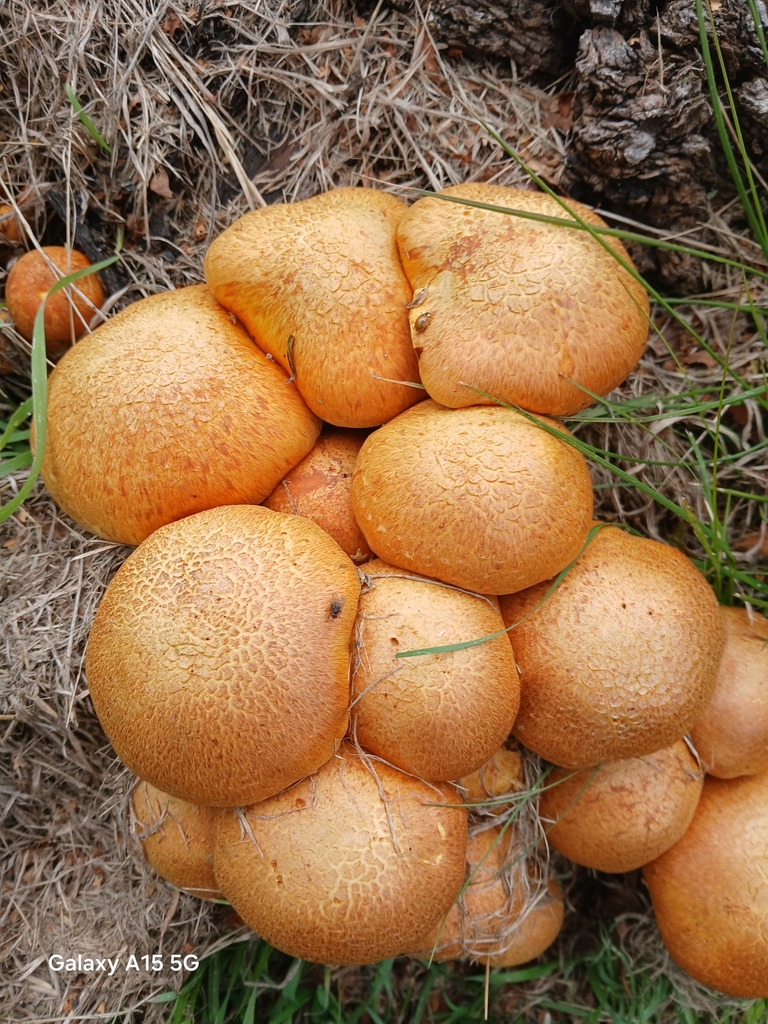 Gymnopilus junonius · March 2025 · photo: © bigfarma2017 (iNaturalist, cc-by)
