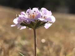 Scabiosa