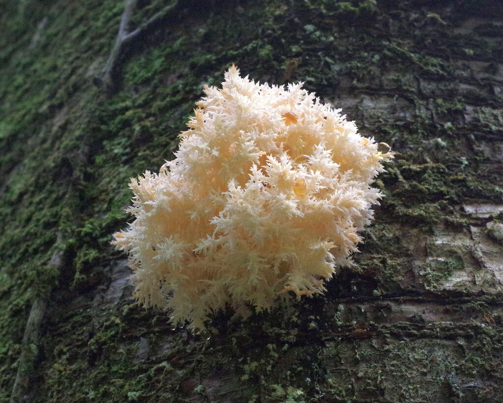Hericium novae-zealandiae · April 2025 · photo: © hokonui (iNaturalist, cc-by)