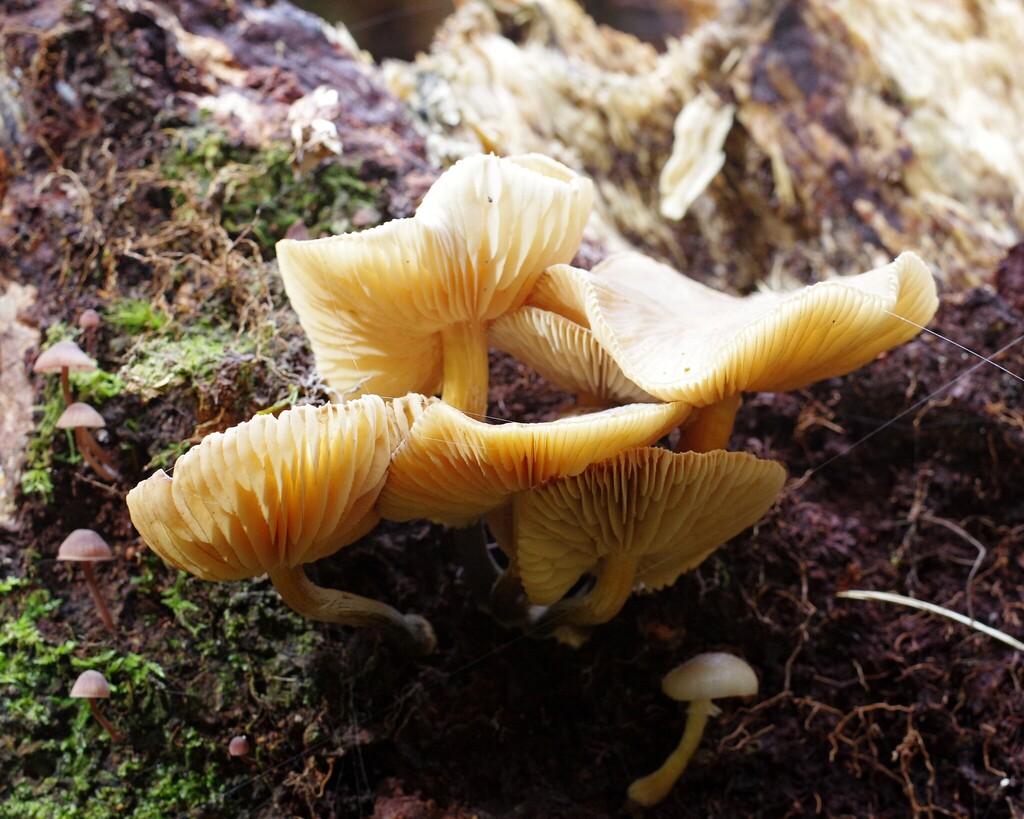Armillaria novae-zelandiae · April 2025 · photo: © hokonui (iNaturalist, cc-by)