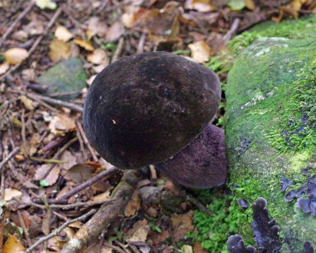 Tylopilus formosus · April 2025 · photo: © hokonui (iNaturalist, cc-by)