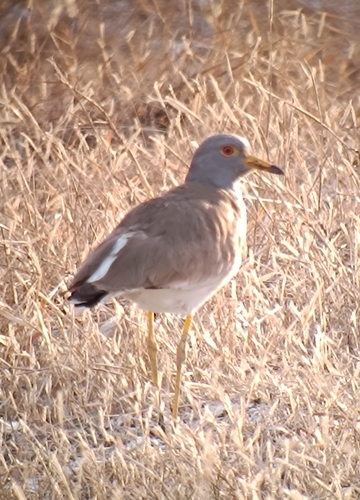 Grey-headed Lapwing