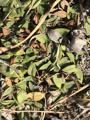 Guilleminea densa