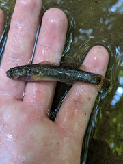Etheostoma squamiceps