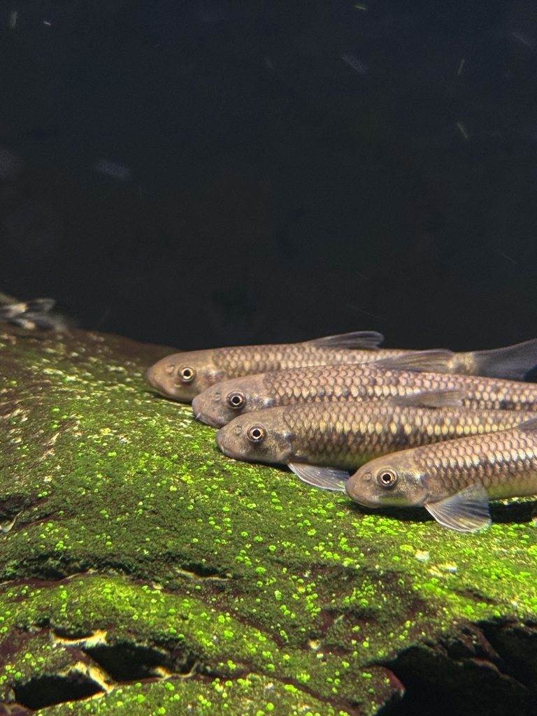Garra tengchongensis