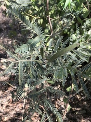 Acacia melanoxylon