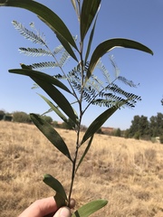 Acacia melanoxylon