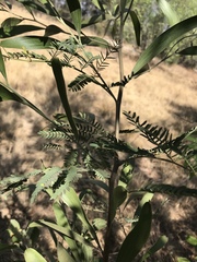Acacia melanoxylon
