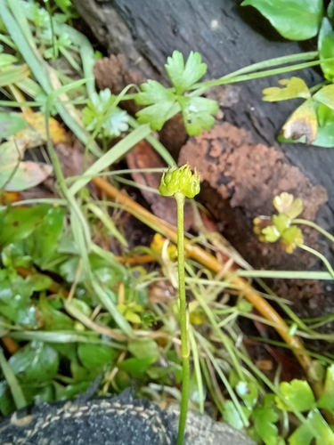 Image of Ranunculus amphitrichus by no rights reserved