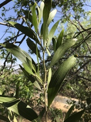 Acacia melanoxylon