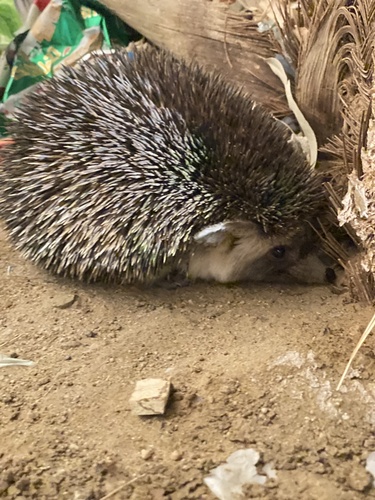 Desert Hedgehog