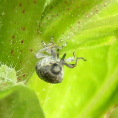 Rhyssomatus lineaticollis