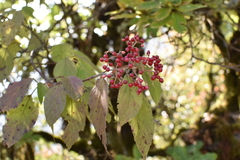 Viburnum mullaha